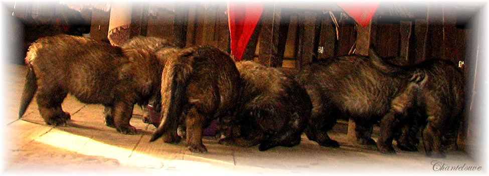 Leonberger Frimaire des Neiges de Chantelouve