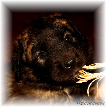 Leonberger Frimaire des Neiges de Chantelouve