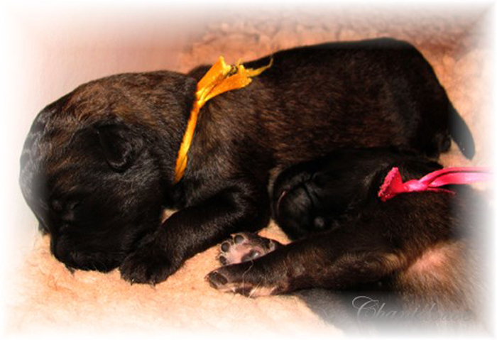 Leonberger Frimaire des Neiges de Chantelouve