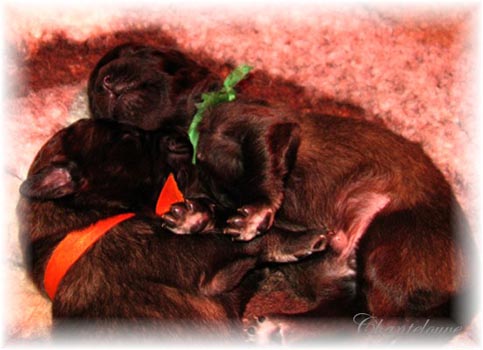 Leonberger Frimaire des Neiges de Chantelouve