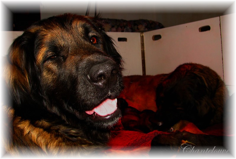 Leonberger Frimaire des Neiges de Chantelouve