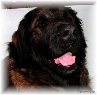 Leonberger Frimaire des Neiges de Chantelouve