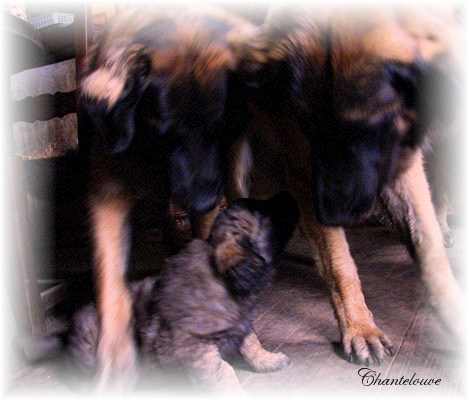 Les premiers jours des bébés leonberg Fructidor des Neiges de Chantelouve