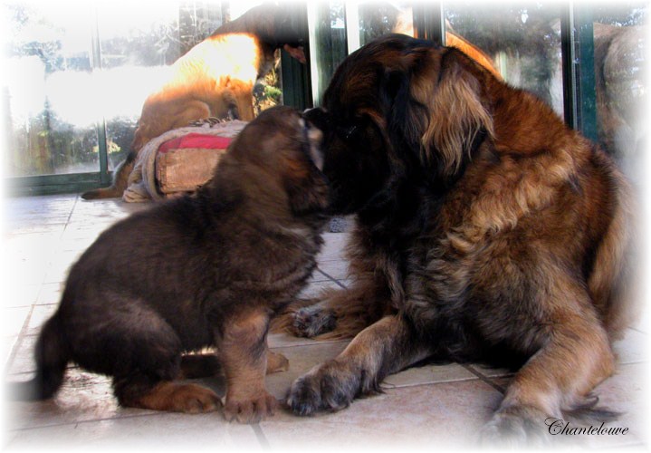 Les premiers jours des bébés leonberg Fructidor des Neiges de Chantelouve