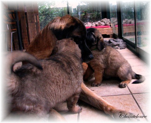 Les premiers jours des bébés leonberg Fructidor des Neiges de Chantelouve