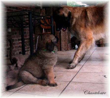 Les premiers jours des bébés leonberg Fructidor des Neiges de Chantelouve