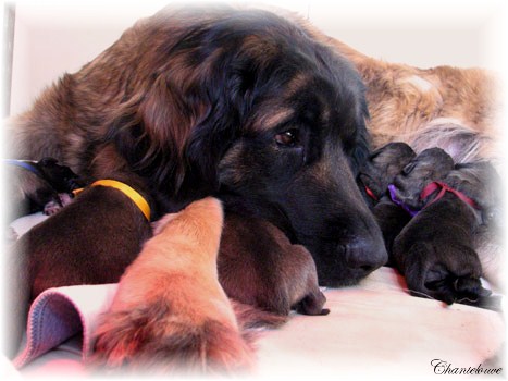 Leonberger Germinal des Neiges de Chantelouve