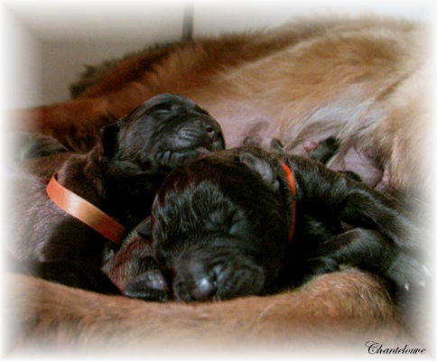 Leonberger Germinal des Neiges de Chantelouve