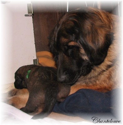 Leonberger Germinal des Neiges de Chantelouve