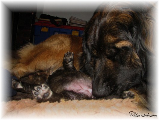 Leonberger Germinal des Neiges de Chantelouve