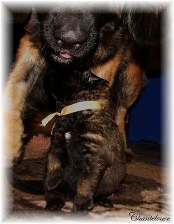 Leonberger Germinal des Neiges de Chantelouve