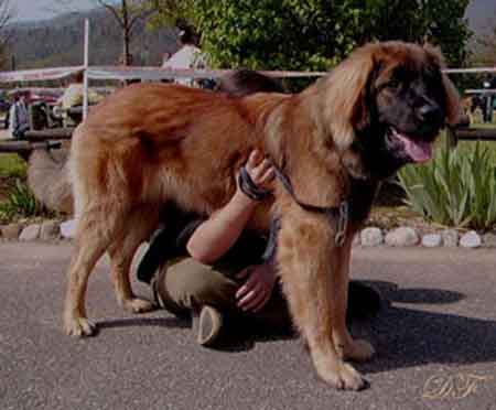 Camille, la Rgionale d'levage  Leonberg de Vallires en 2008.