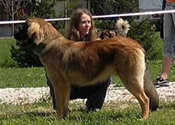 Camille, la Rgionale d'levage  Leonberg de Vallires en 2008. 