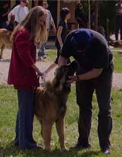 Camille, la Rgionale d'levage  Leonberg de Vallires en 2008.