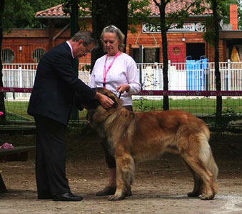 Celestin-Messidor, leonberg des Neiges de Chantelouve, Premier Excellent en Classe intermédiaire à la Régionale de Martiel en 2009