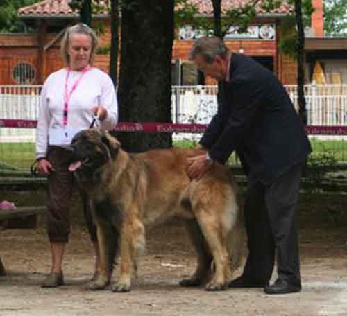 Celestin-Messidor, leonberg des Neiges de Chantelouve, Premier Excellent en Classe intermdiaire  la Rgionale de Martiel en 2009