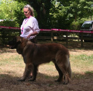 Celestin-Messidor, leonberg des Neiges de Chantelouve, Premier Excellent en Classe intermédiaire à la Régionale de Martiel en 2009