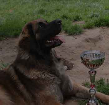 Clothilde , meilleur Jeune  la rgionale Leonberg de Bannac en 2008