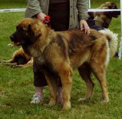 Clothilde, la Nationale d'levage  Leonberg  Romorantin en 2008