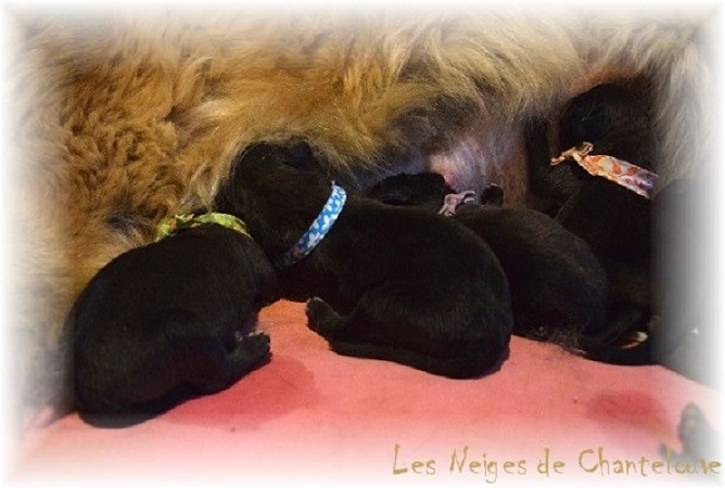 Nos chiots leonberg Mielancolie