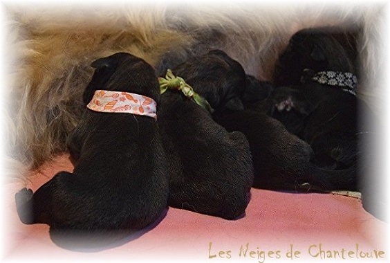 Nos chiots leonberg Mielancolie