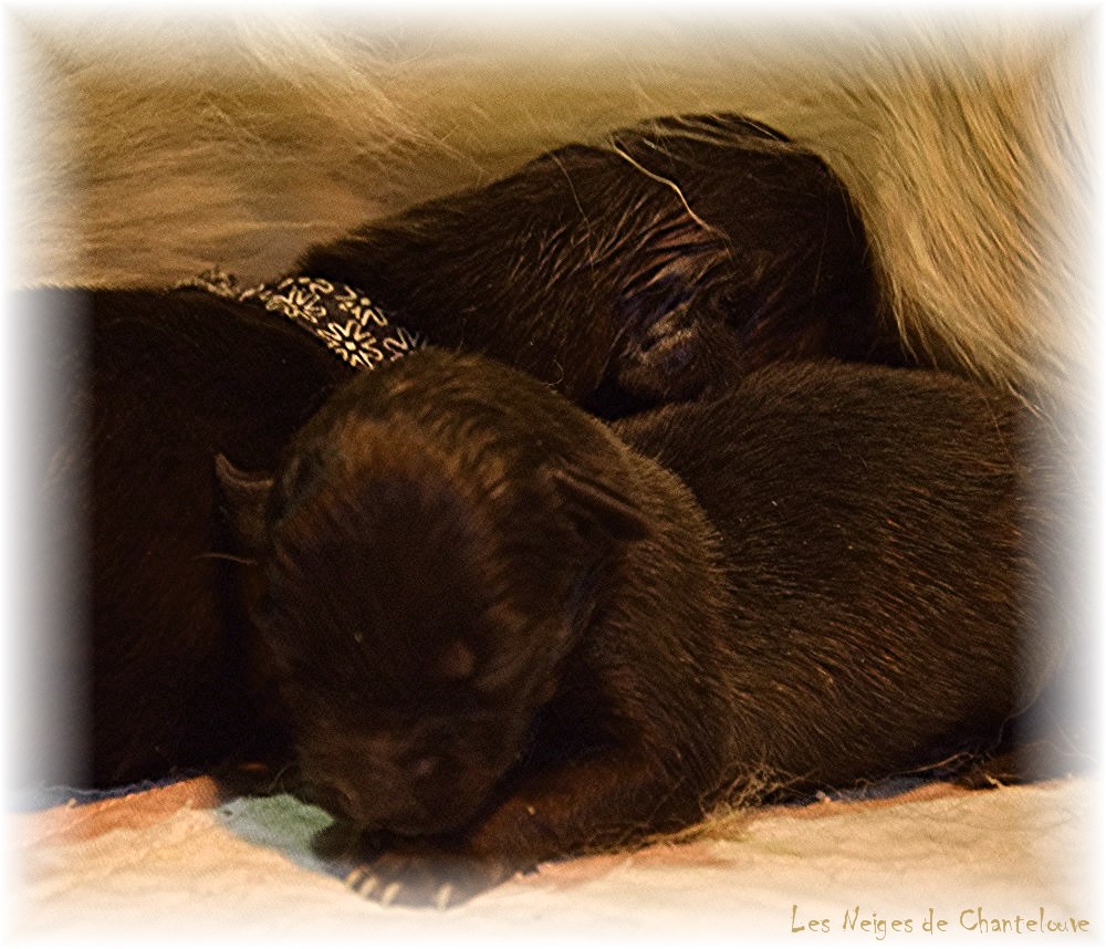 Nos chiots leonberg Mielancolie