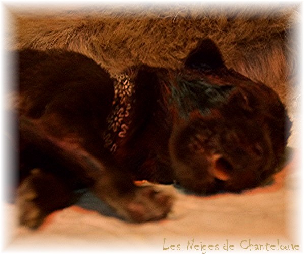 Nos chiots leonberg Mielancolie