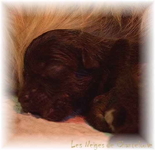 Nos chiots leonberg Mielancolie