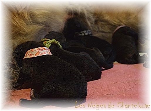 Nos chiots leonberg Mielancolie