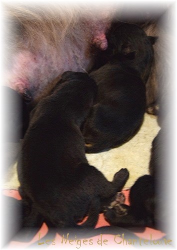 Nos chiots leonberg Mielancolie