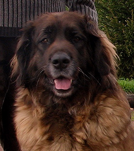 Leonberger Quebeleo Auva Kip