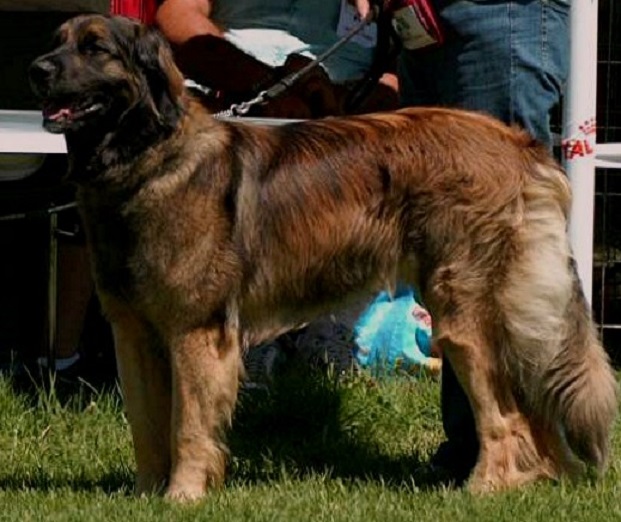 Leonberger Fenca von Denderlwe