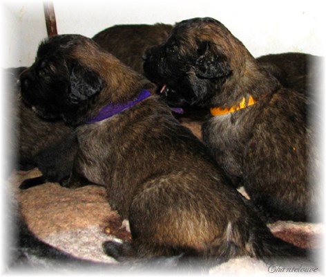 Leonberger Frimaire des Neiges de Chantelouve