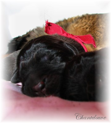 Leonberger Frimaire des Neiges de Chantelouve