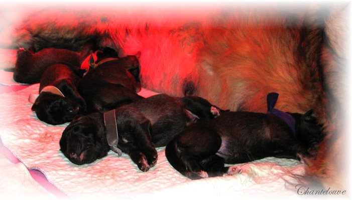 Leonberger Frimaire des Neiges de Chantelouve