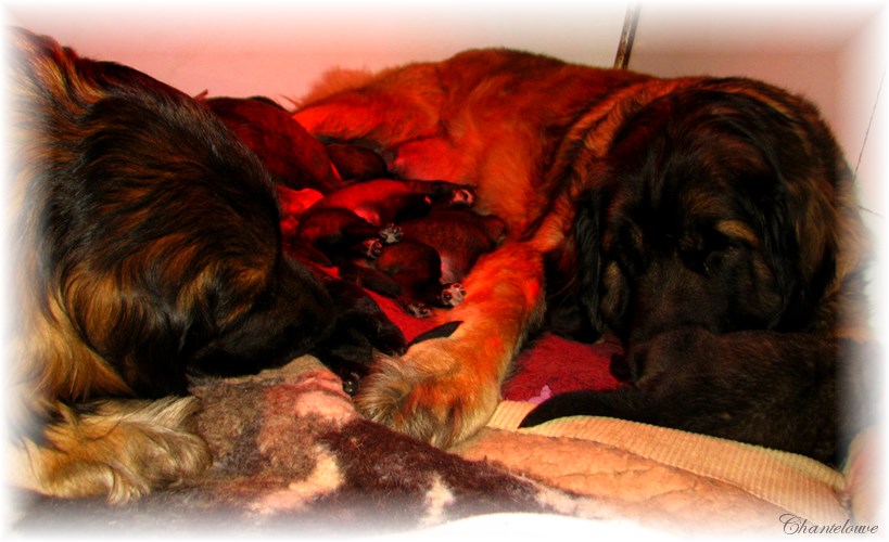 Leonberger Frimaire des Neiges de Chantelouve