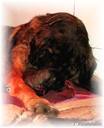 Leonberger Frimaire des Neiges de Chantelouve