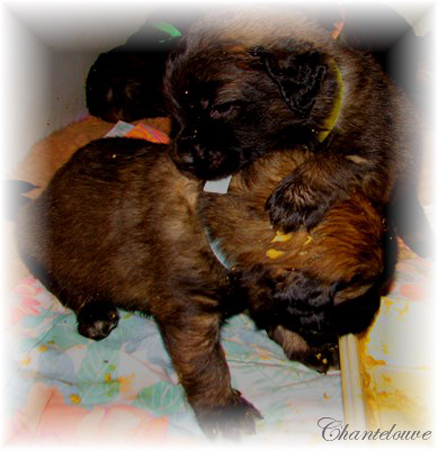 Leonberger Frimaire des Neiges de Chantelouve