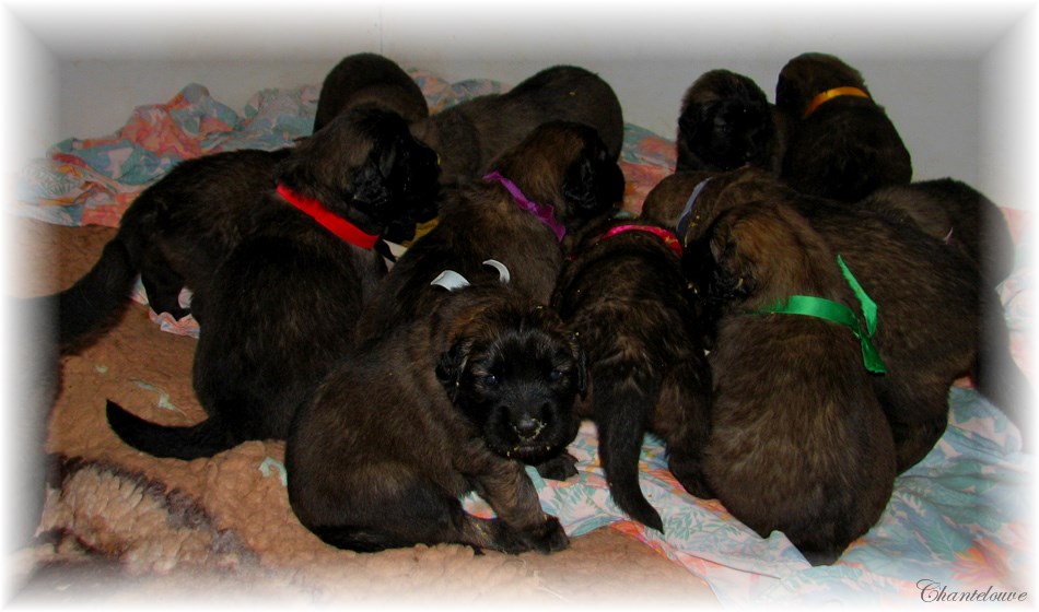 Leonberger Frimaire des Neiges de Chantelouve