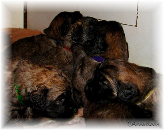 Leonberger Frimaire des Neiges de Chantelouve