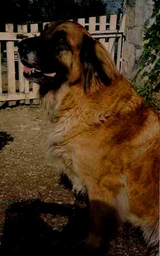 Leonberger Cannelle de la Petite Saunerie      