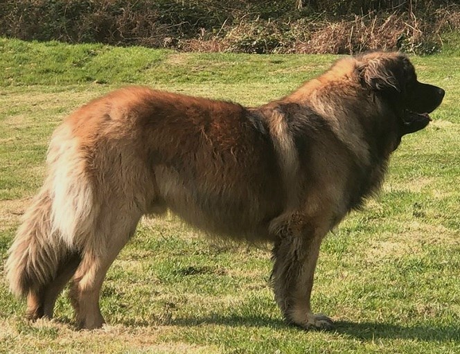 Igloo TI, papa de nos chiots leonberg Nigritelle