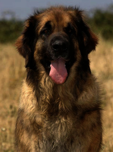 Leonberg Cookie du Magrappe