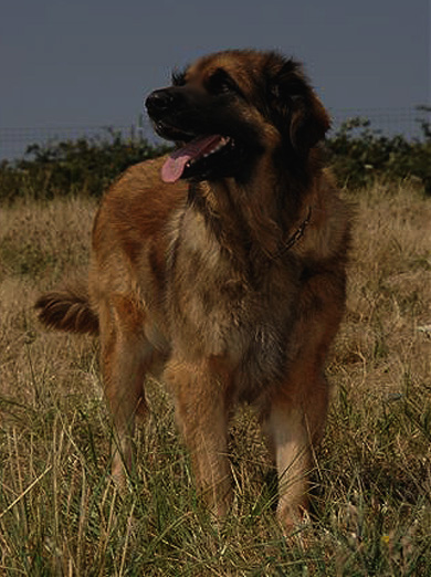 Leonberg Cookie du Magrappe 