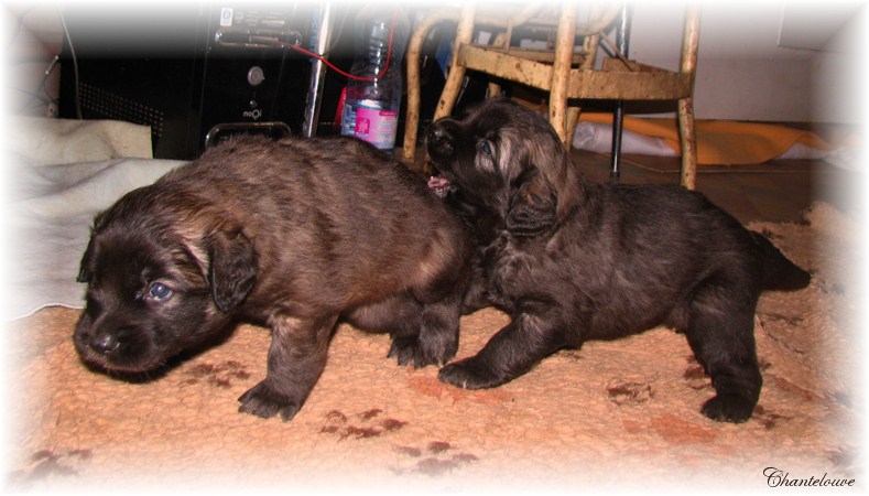 Leonberger Pluviôse des Neiges de Chantelouve