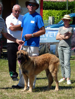 Leonberg, travail au sol, passage du CSAU d'Emilie-Prairial des Neiges de Chantelouve