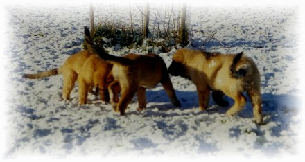 Trio de petits coquins 