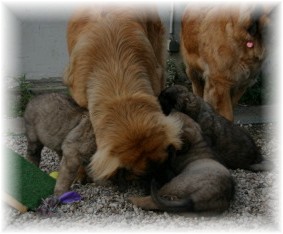 Les premiers jours des bébés leonberg Ventôse des Neiges de Chantelouve