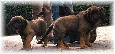 Les bébés Leonberg de Robin et Auva