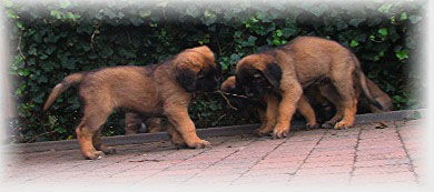 Les bébés Leonberg de Robin et Auva